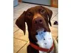Adopt Jaeger a BrownChocolate - with White German Shorthaired Po