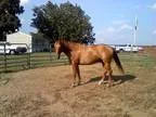 Home Share available Aiken SC