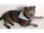 Adopt Trudy a GrayBlueSilverSal t and Pepper Pit Bull Terrier  M