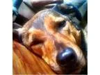 Adopt Layla (COURTESY POST) a German Shepherd Dog Yellow Labrado