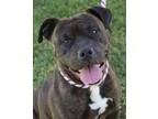 Adopt Rita a Pit Bull Terrier