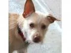 Adopt Borris a Dachshund Terrier