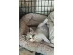 Adopt Lady Mary Crawley a Cream or Ivory Domestic Shorthair (sho