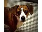 Adopt Zeus a Boston Terrier Beagle