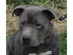 Adopt Shashi a GraySilverSalt and Pepper - with White Pit Bull T