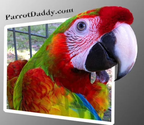 Rare Gentle Giant Verdi Macaw Handfed Babies for Sale
