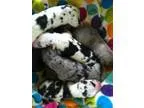 AKC Great Dane puppies
