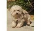 Adopt Milo a Poodle Cockapoo