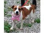 Adopt Brandi a Beagle