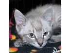 Adopt Stone a Siamese  Mixed (short coat) cat in Madison AL (156