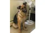 Adopt Nora a German Shepherd Dog
