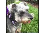 Adopt Lyza (FL) a Schnauzer