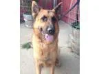 Adopt Jack Jr. a Black - with Brown Red Golden Orange or Chestnu