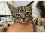 Adopt Raccoon a Brown Tabby Domestic Shorthair  Mixed (short coa