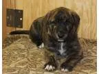 Adopt Blackie a Schnauzer
