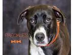 AKC Yorkshire Silverhead Male-5 Months Old - Price: $350
