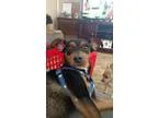 Adopt Sam a Black - with Brown Red Golden Orange or Chestnut Min