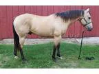 Beautiful Buckskin 10 yo Gelding