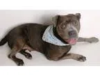 Adopt Trudy a Pit Bull Terrier