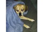 Adopt Buster a TanYellowFawn - with White Pug  Beagle  Mixed dog