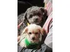 Complete Wine Making Kit