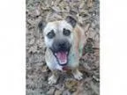 Adopt Fidget a Pug Dachshund