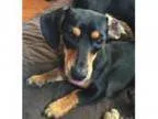 Adopt Abigail a Dachshund