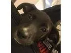 Adopt Coffee a Terrier Dachshund