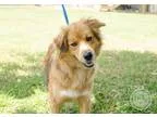 Adopt Naomi Watts a TanYellowFawn - with White Australian Shephe