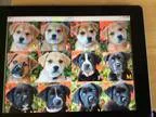 Adopt MAYSIE  PUPPIES a TanYellowFawn - with White German Shephe