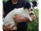 Adopt Sailor (12 lb) Sweet Pea a White - with Black Papillon  Sh