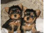 T-Cup Yorkshire-Terrier Puppies Available ()--