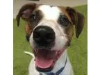 Adopt Gracie a White - with Brown or Chocolate Whippet  Mixed do