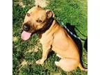 Adopt Buddy - NO ADOPTION FEE a Pit Bull Terrier