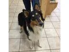 Peace of Mind Pet Sitting