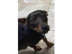 Adopt Abby a Dachshund