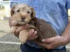 Mini Yorkshire Terrier Puppies For adoption. Ready Now