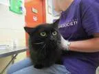 Adopt HAPPY a Domestic Mediumhair  Mixed (medium coat) cat in Ur