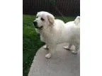 Adopt Elly D160817 NO LONGER ACCEPTING APPLICATIONS a White Grea