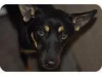 Adopt Xena a Pointer