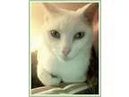 Adopt Bowie a Domestic Short Hair Siamese