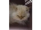 Adopt Matthew a Himalayan  Mixed cat in Oceanside CA (15530177)