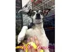 Adopt Mali a Miniature Pinscher Rat Terrier