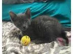 Adopt Tyrion a Gray or Blue Domestic Shorthair  Mixed (short coa