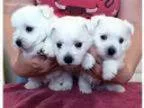 CH Westies