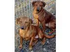 Adopt Bea and Efran - N a Dachshund