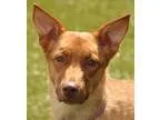 Adopt Olive a TanYellowFawn Shepherd (Unknown Type)  Mixed dog i