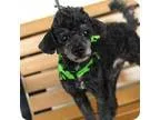 Adopt Tuxedo a Poodle