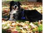 Adopt Brody a Tricolor (TanBrown and Black and White) Australian