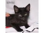 Adopt Endora a All Black Domestic Shorthair  Mixed cat in Hot Sp